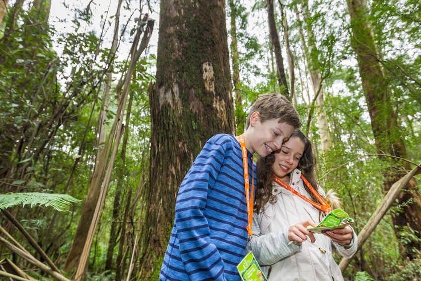 Otway Fly Treetop Walk