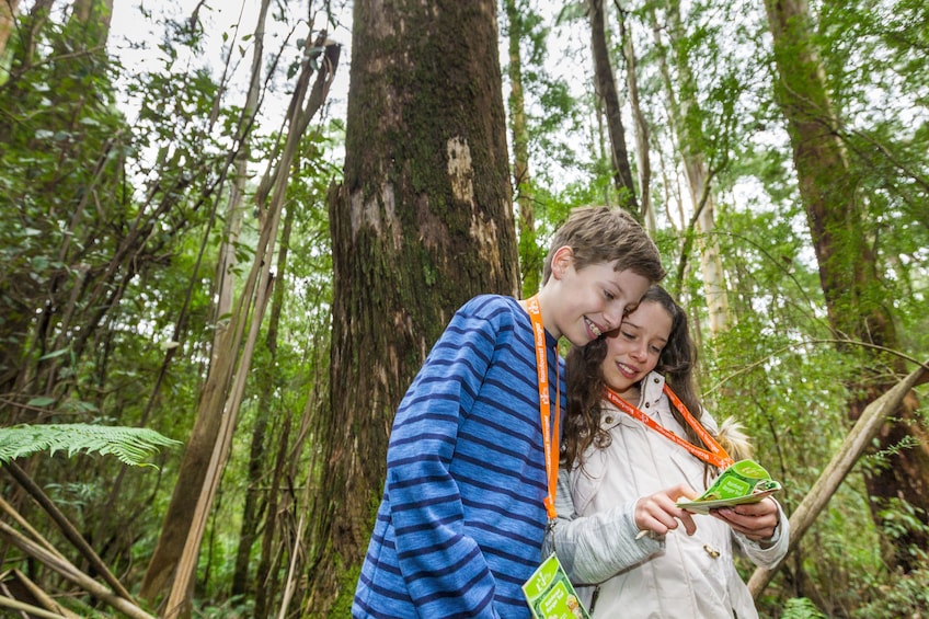 Otway Fly Treetop Walk 