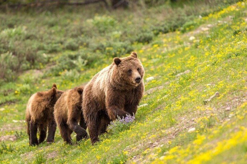 Luxury Private Half-Day Grand Teton National Park Tour