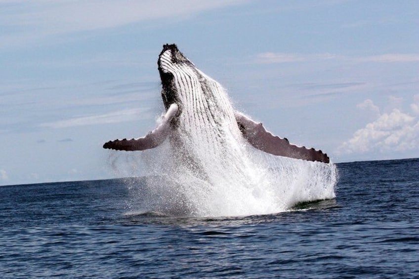 Whale, in Marino Ballena National Park