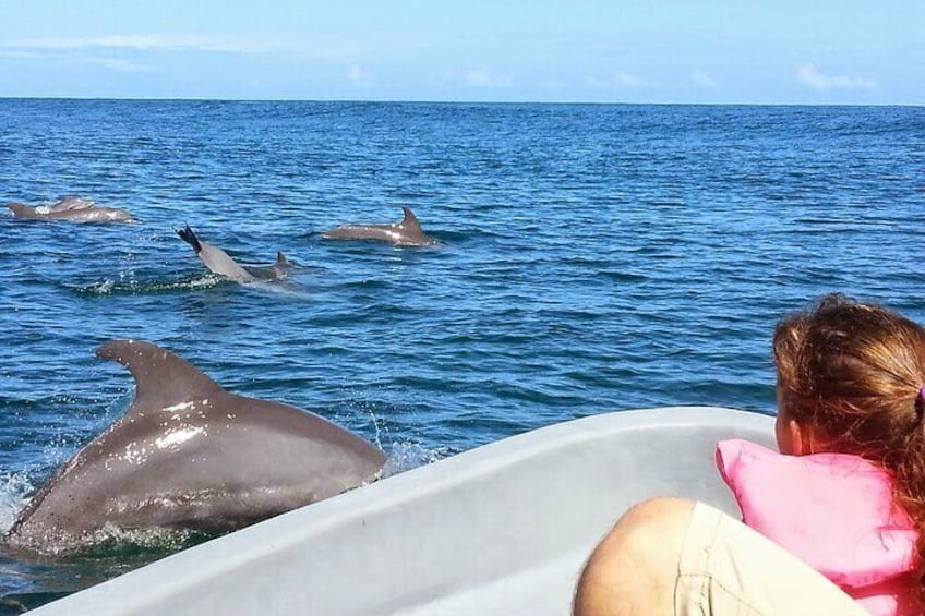 Dolphins