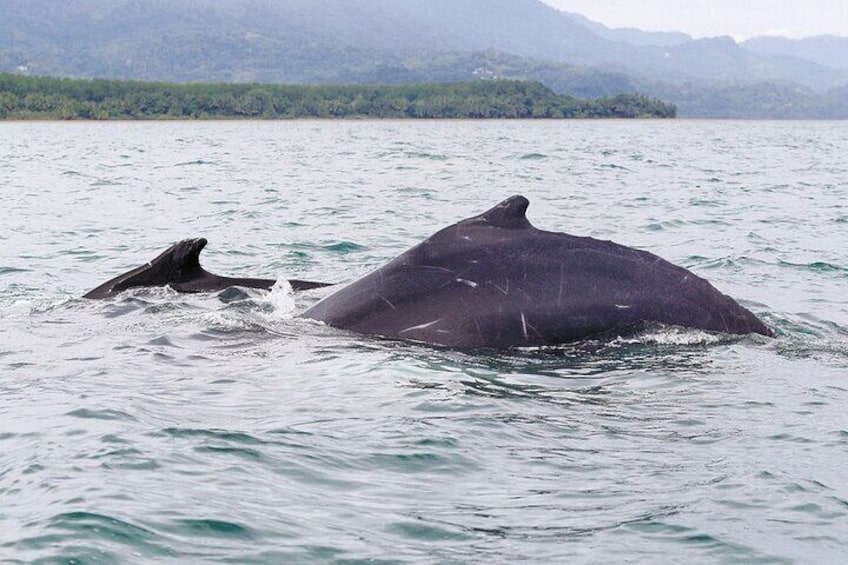 Humback Whale