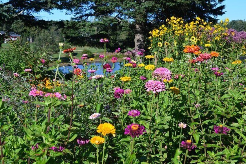 Butterfly Garden