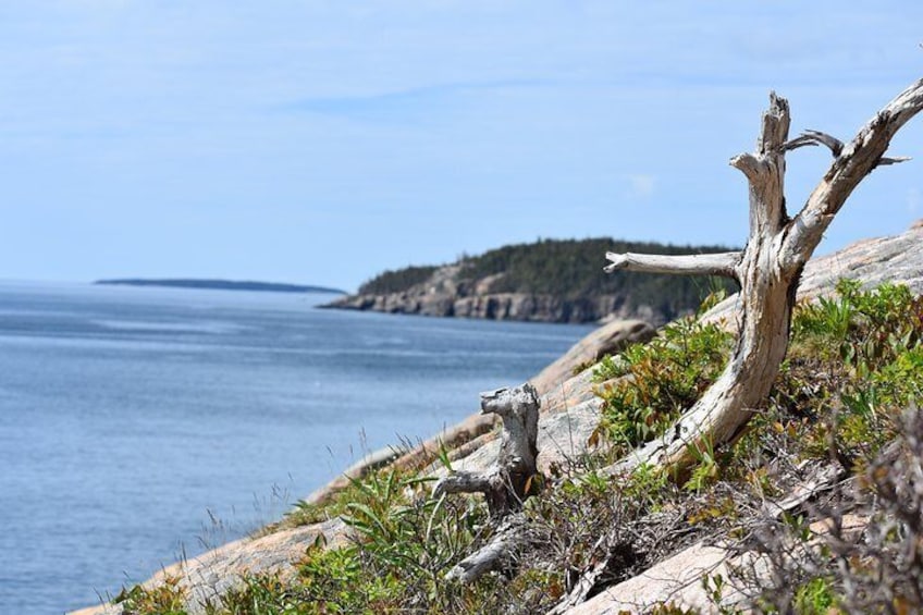 3 Hour: ACADIA NATIONAL PARK TOUR Cadillac Mountain, Sand Beach & Thunder Hole