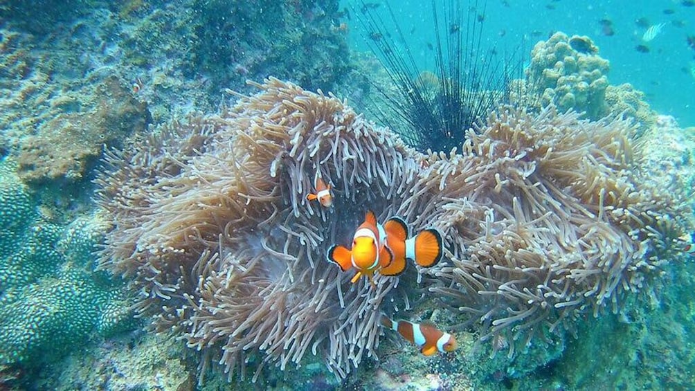 Buya Secret Beach Snorkeling Trip From Krabi