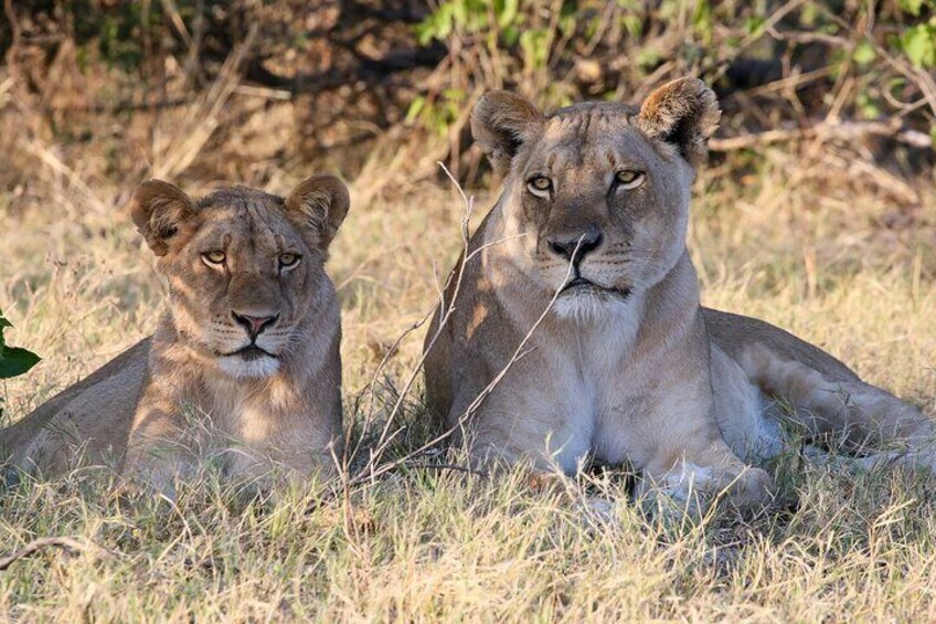 2 Day 1 Night Chobe Safari ex Livingstone/Victoria Falls