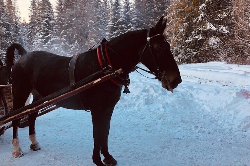 Sleigh Ride with Bonfire - Private Day Trip from Krakow
