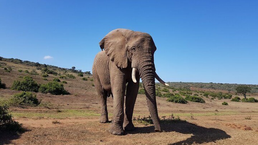 Private Half Day Addo Elephant National Park Safari