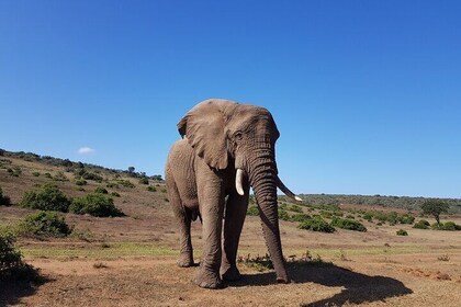 Private Half Day Addo Elephant National Park Safari