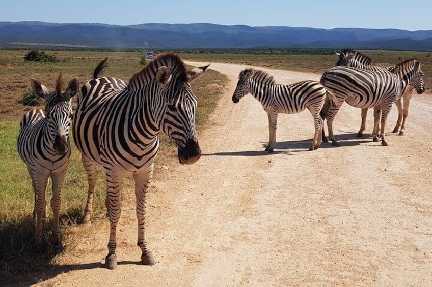 Addo Half Day Safari