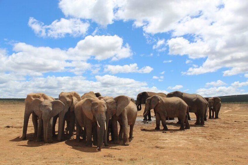 Addo Half Day Safari