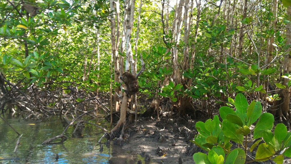 Full Day Sea Cave and Mangrove Kayaking Tour From Koh Lanta