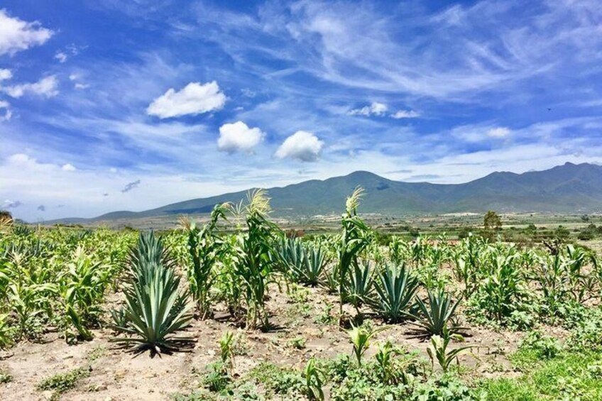 Gastronomy Experince with chef, Culture of Mezcal & Textiles. Private Tour.