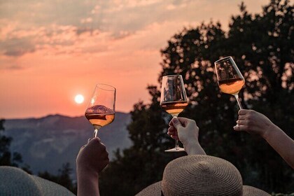 Sunset vinsmaking i vingården