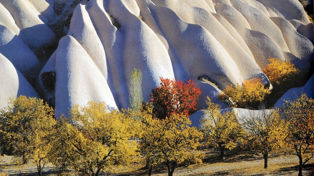 Trees at the base of curved rock formations in Cappadocia