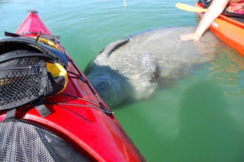 Fort Lauderdale’s Tropical Kayak Tour and Island Adventure