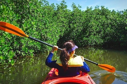 Fort Lauderdale's Tropical Kayak Tour and Island Adventure