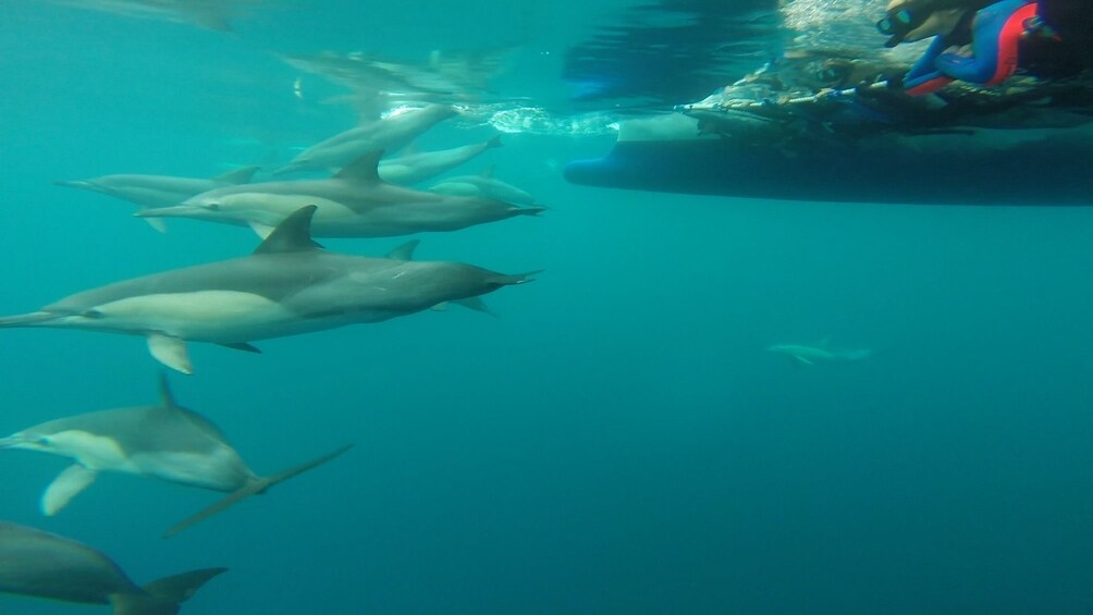 Wild Dolphin Swimming Experience in Port Stephens