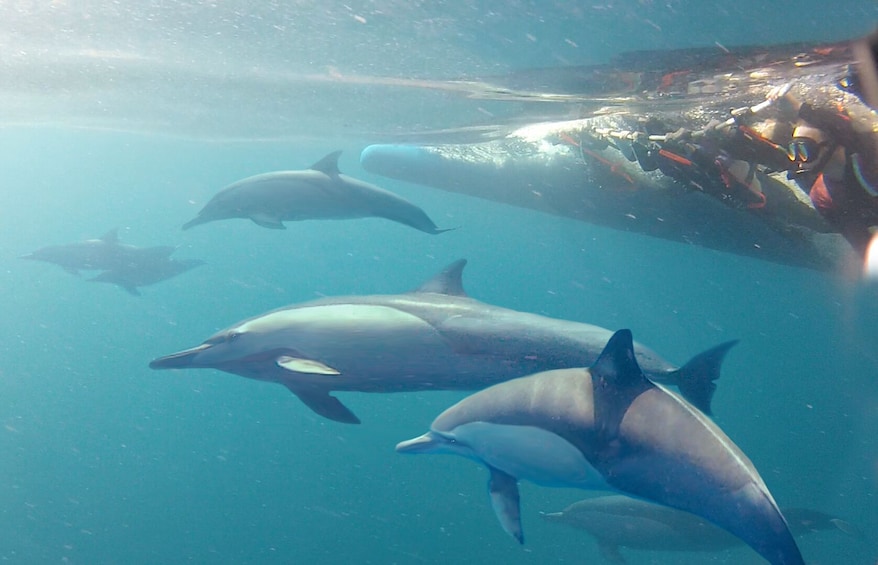 Swim with Dolphins in Port Stephens