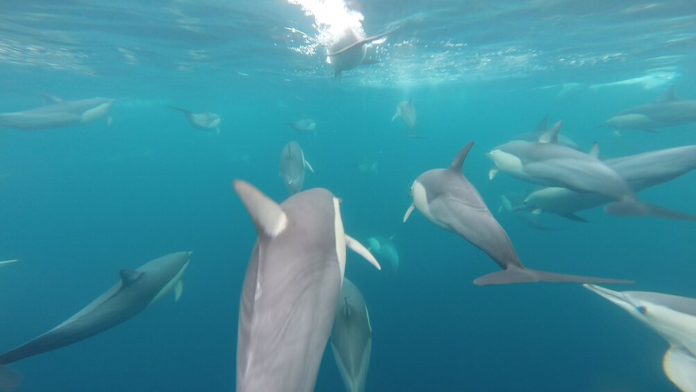 Wild Dolphin Swimming Experience in Port Stephens