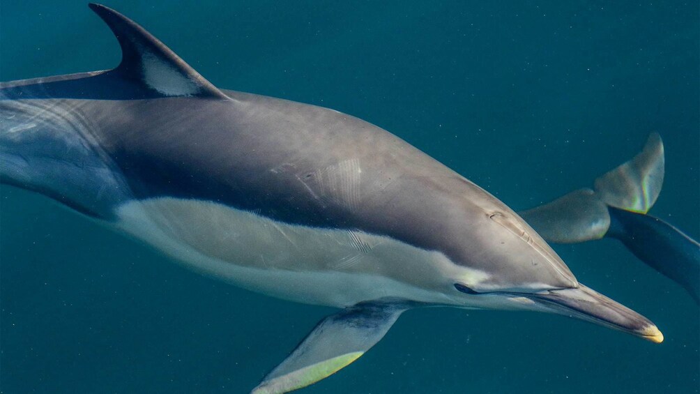 Close up of a dolphin underwater in Sydney 