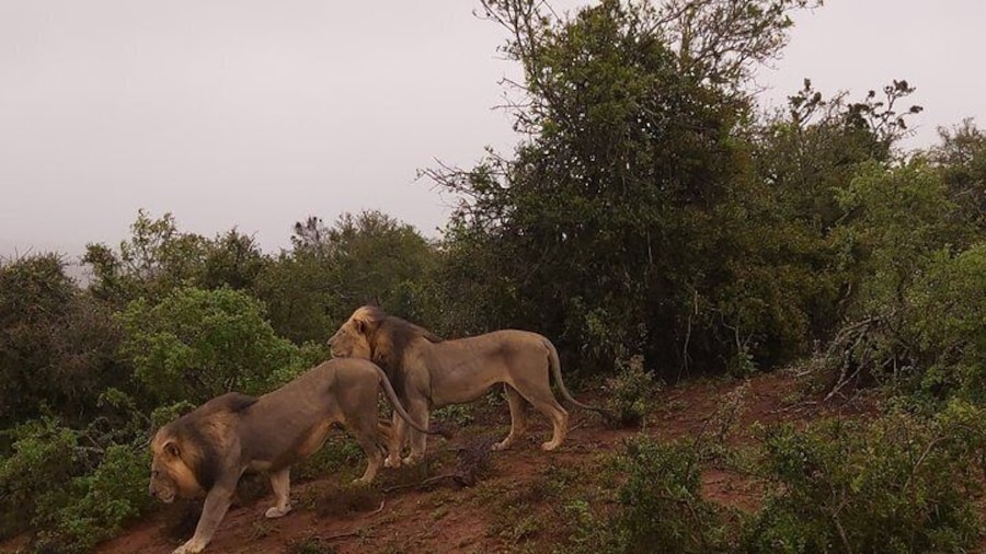 Prowling lions in the rain!