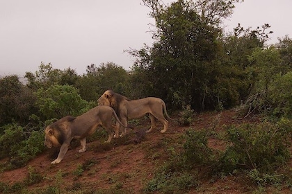 Addo Elephant National Park Full Day Safari