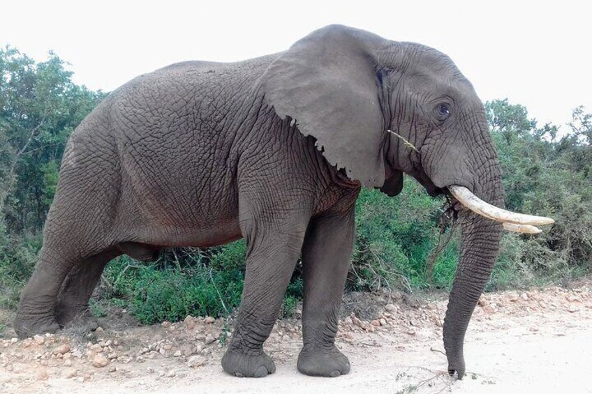 Africa Elephant Bull