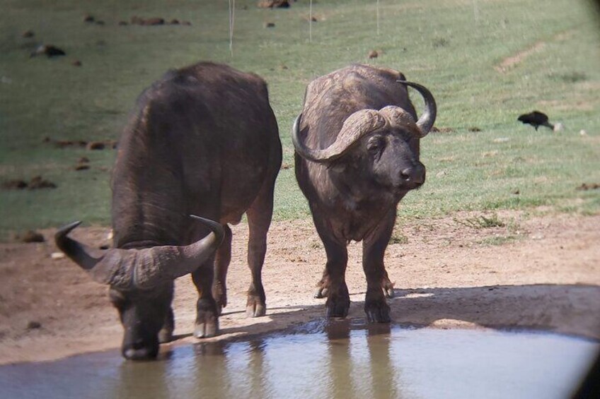 Watchful Cape Buffalo drinking!