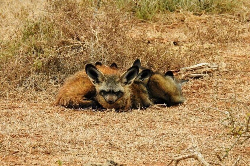 The rarely seen Bat Eared Fox and its young!