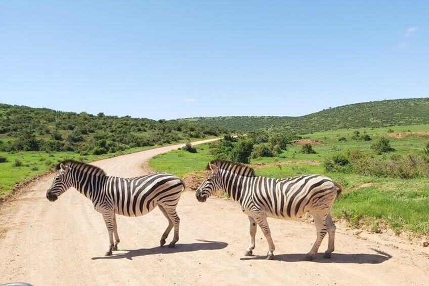 Safari Zebra Crossing!