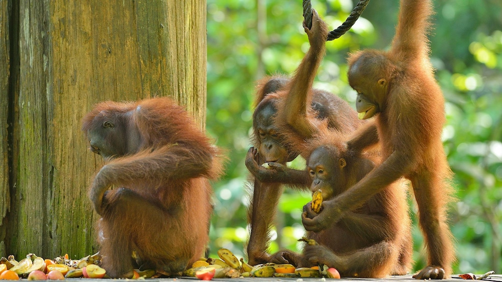 Group of orangutans on a platform in Kota Kinabalu