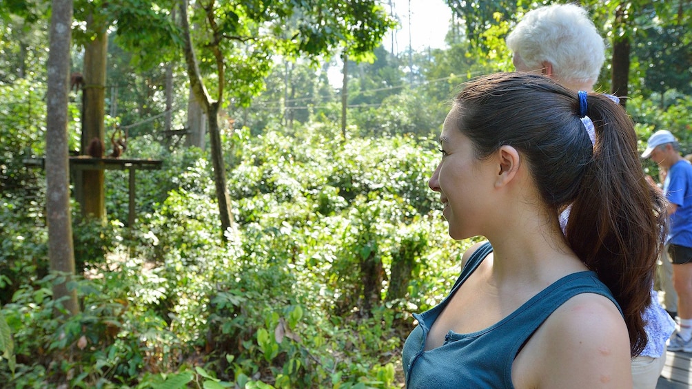 Tour group watching orangutans in Kota Kinabalu