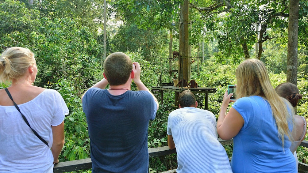 Group looking at orangutans in Kota Kinabalu