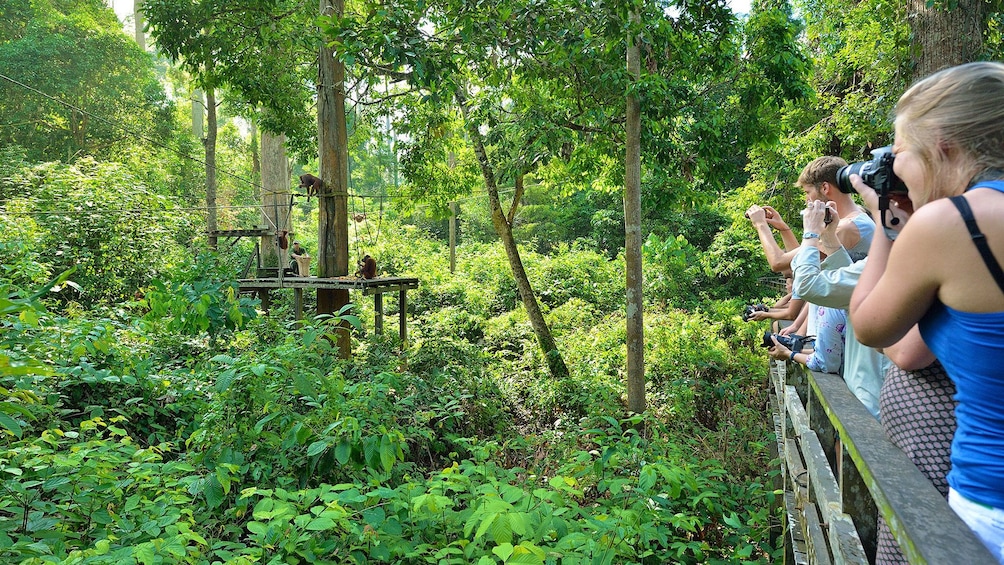 Group taking photos of orangutans in Kota Kinabalu