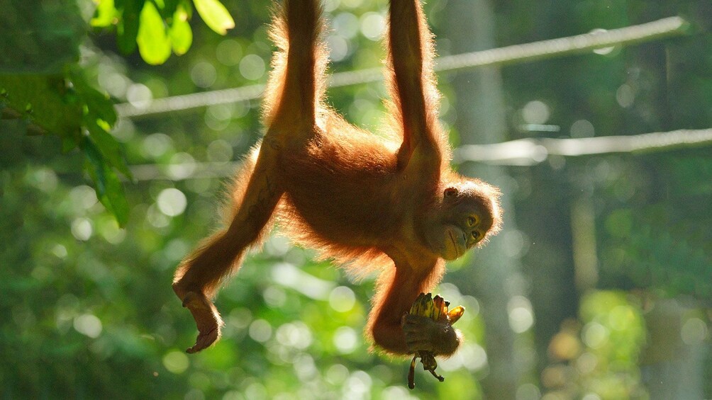 Young orangutan hanging from a tree in Kota Kinabalu