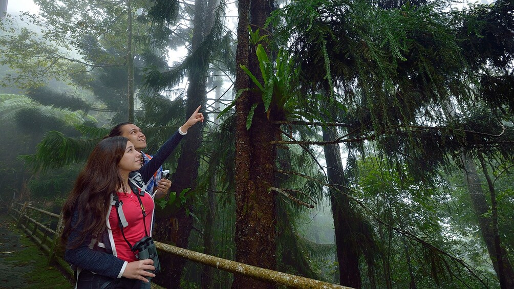 Private Kinabalu Park & Poring Hot Springs Tour