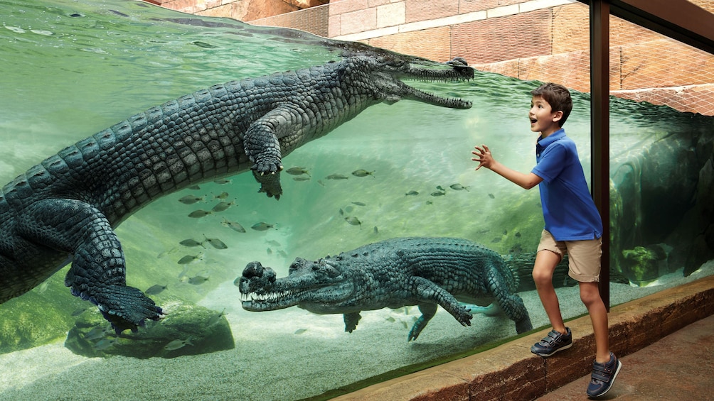 Young boy looking at alligators in a tank