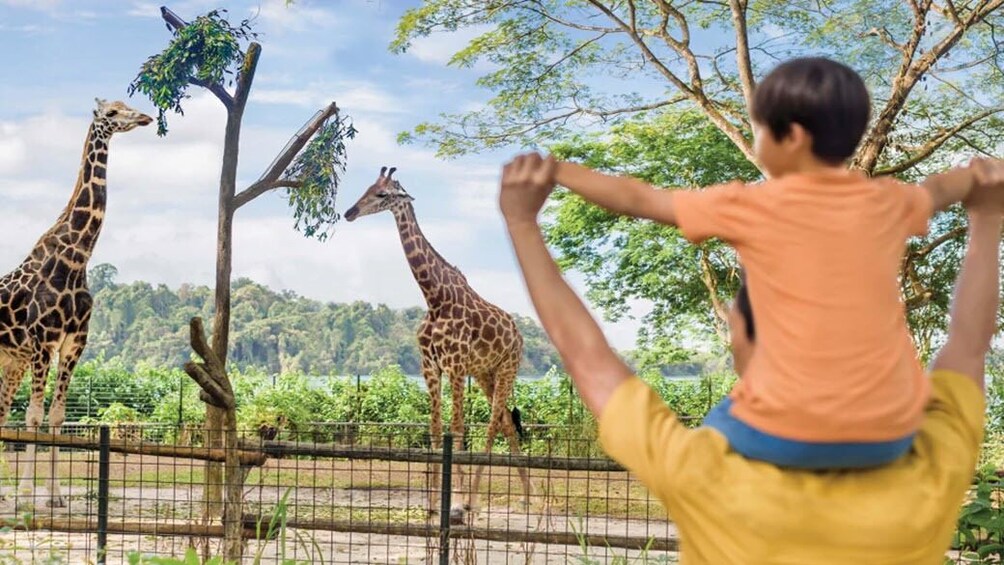 Day Safari -Combo of Zoo and River Wonders with Hotel Transfer