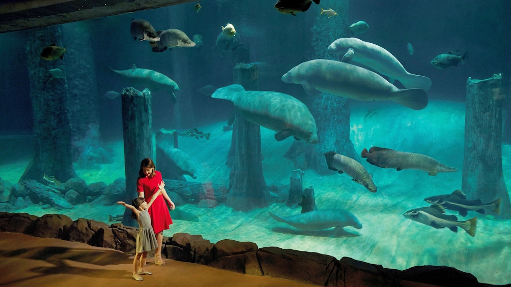 Girl and mother viewing manatees in large aquarium