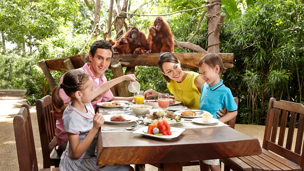 Family eating breakfast with Orangutans watching