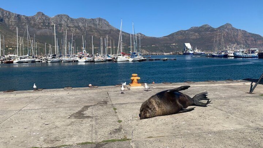 Boulders Beach Penguins and Seal Island Boat Trip Half Day Tour