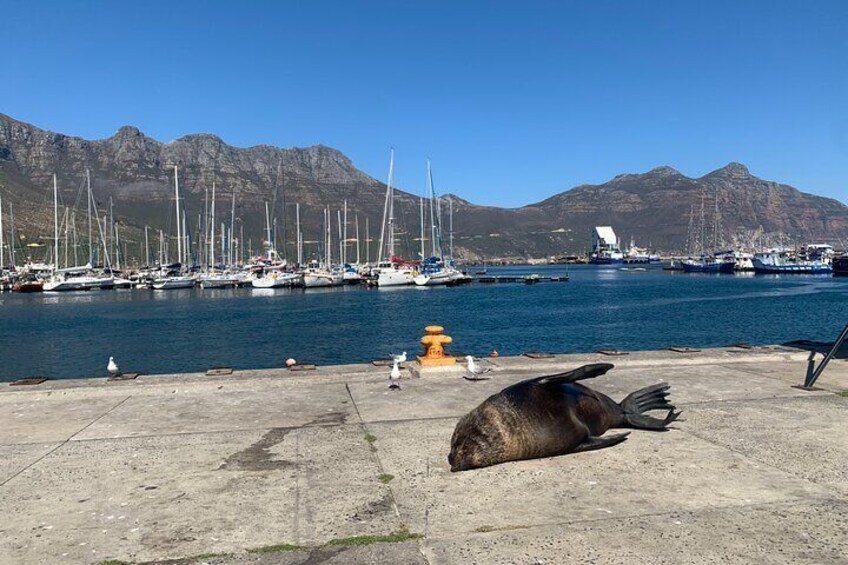 Boulders Beach Penguins and Seal Island Boat Trip Half Day Tour