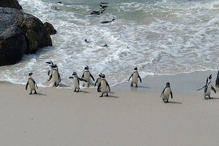 Boulders Beach Penguins and Seal Island Boat Trip Half Day Tour