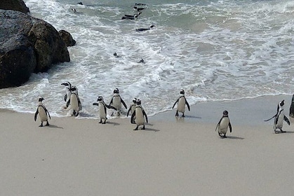 Boulders Beach Penguins and Seal Island Boat Trip Half Day Tour