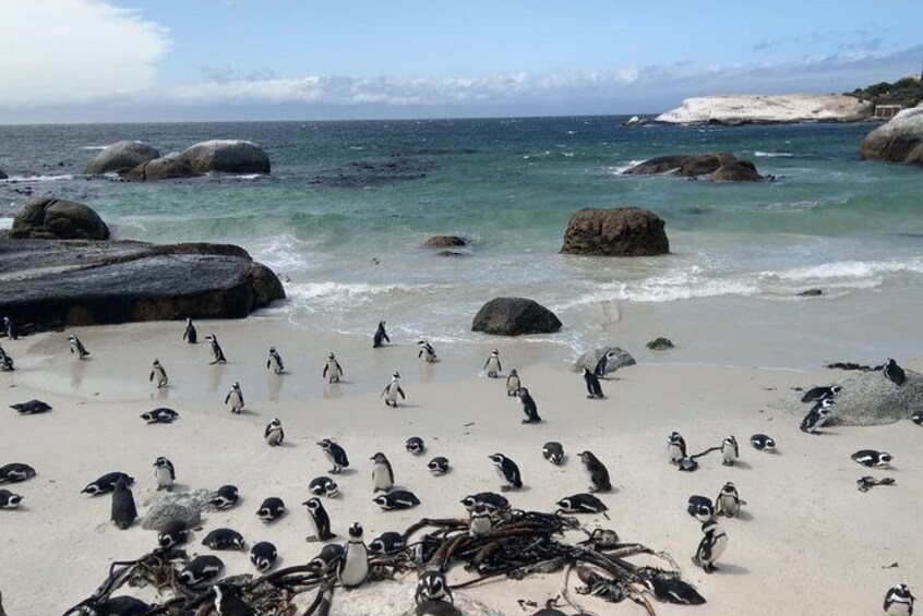 Boulders Beach Penguins and Seal Island Boat Trip Half Day Tour