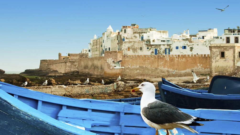 The view from a boat on the water with seagulls on a boat looking up to an old structure in Essaouira, Morocco