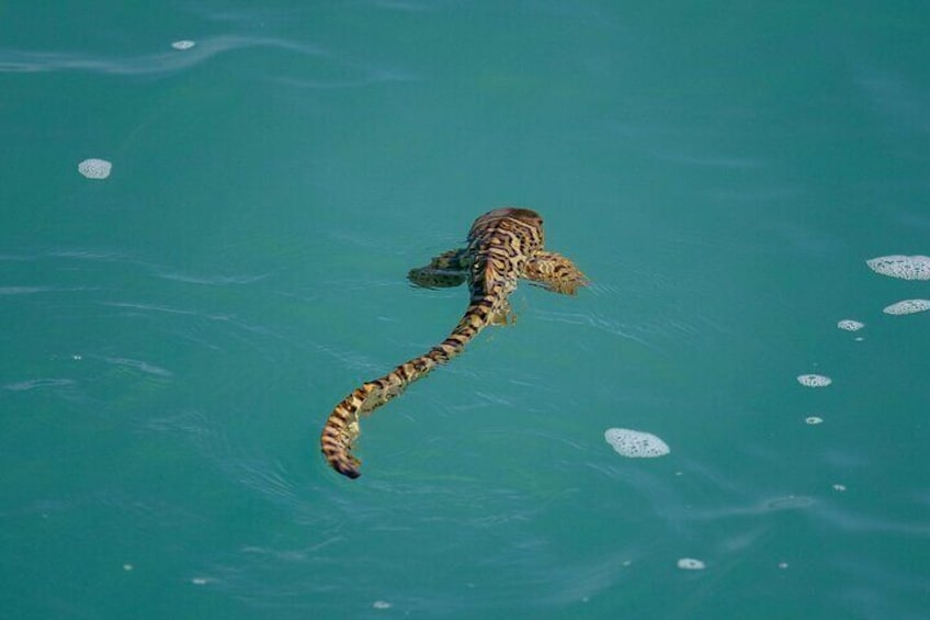 Juvenile Leopard Shark in Roebuck Bay