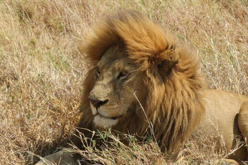 King of the Jungle