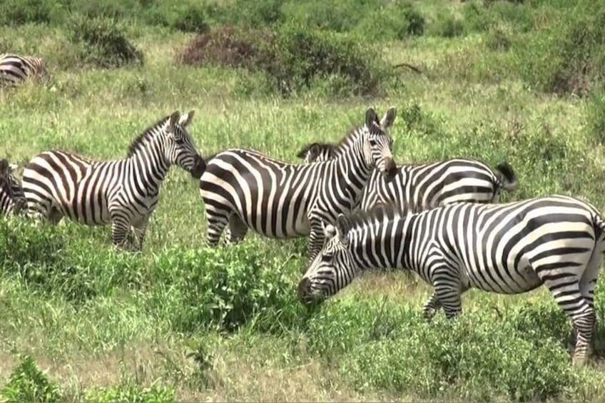 A portrait of simplicity: the zebra's leisurely meal